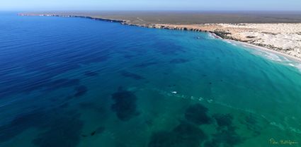 Whales - Head of Bight - SA (PBH3 00 28940)